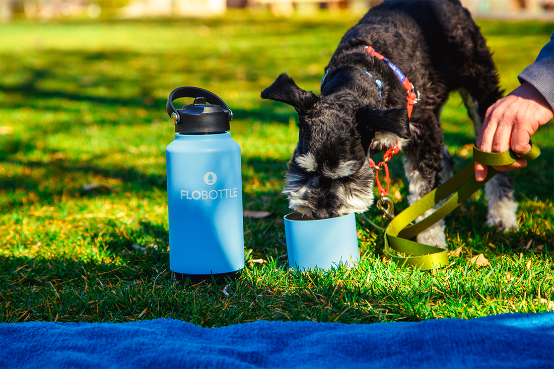 Water for Dogs on Walks: How to Keep Fido Hydrated